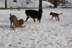 Psi park przy ul. Chopina
