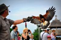 Falconry Show
