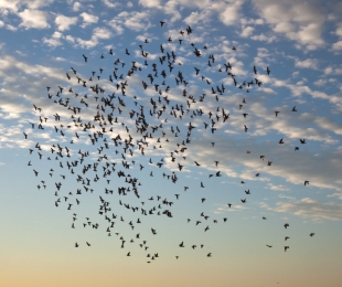 Lot gołębi pocztowych z Hofheim am Taunus do Pruszcza Gdańskiego
