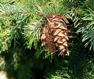 Zbiórka choinek naturalnych