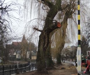 Wierzby przy kanale