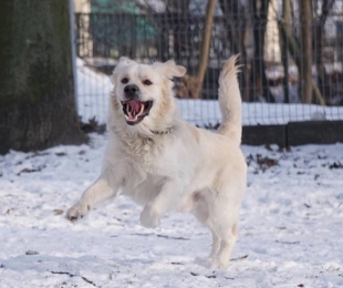 Psia reklama Pruszcza Gdańskiego