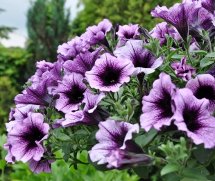 Miejskie konkursy w 2017 r.