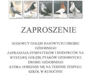 Wystawa gołębi rasowych i drobiu ozdobnego